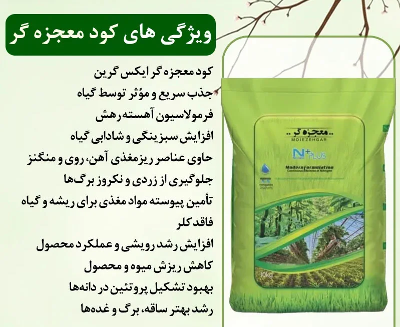 کود معجزه گر برای شالی