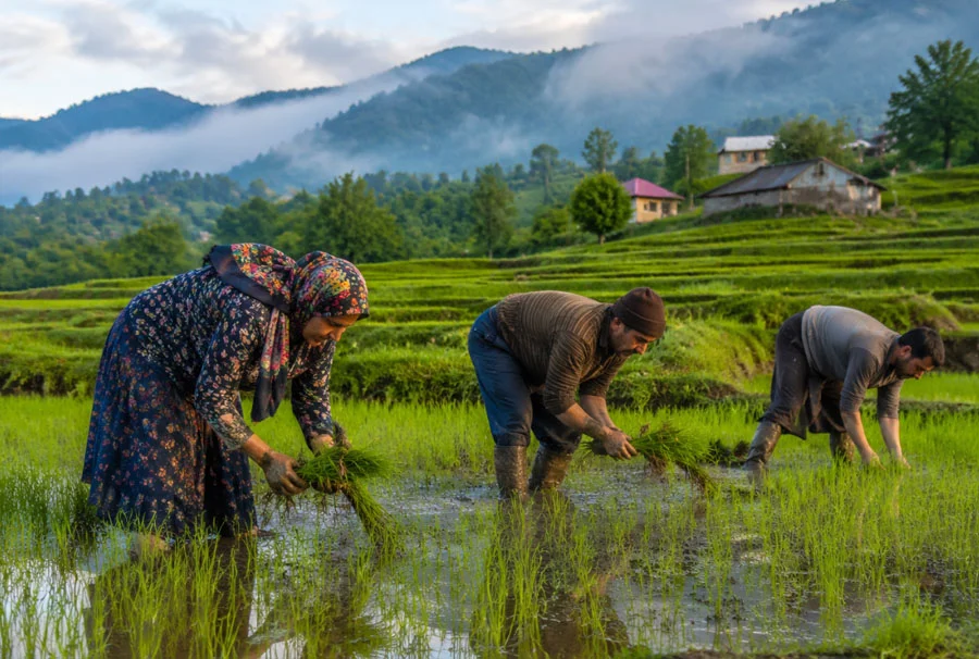 کود معجزه گر برای شالی