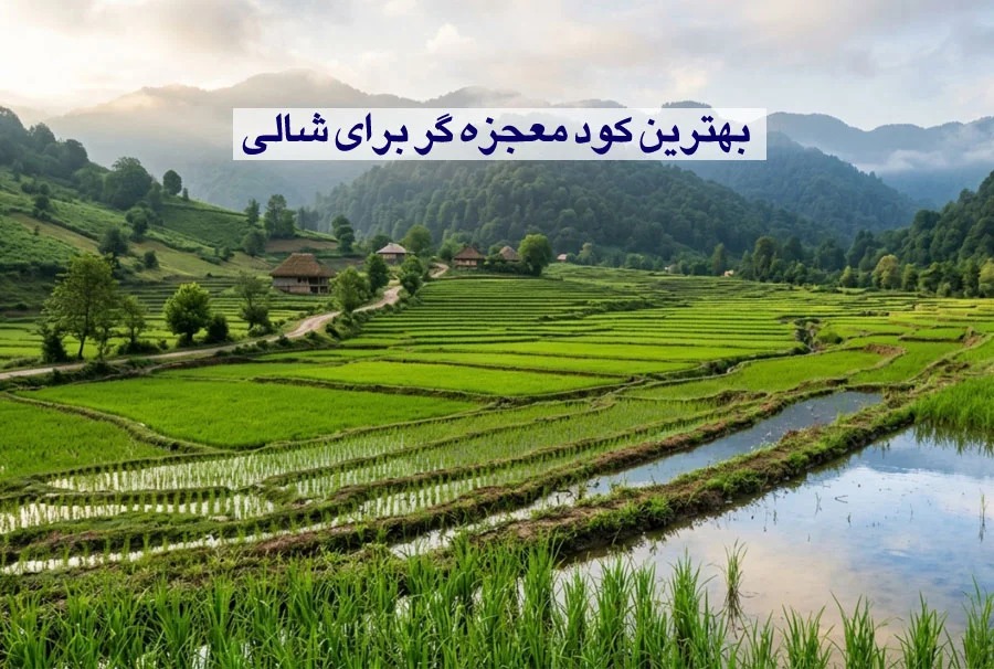 کود معجزه گر برای شالی + (مقدار و زمان مصرف) کود معجزه گر برای شالی